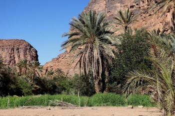 Palm grove of Amtoudi