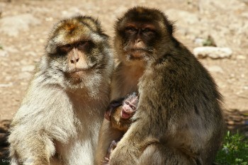 Ifrane National Park